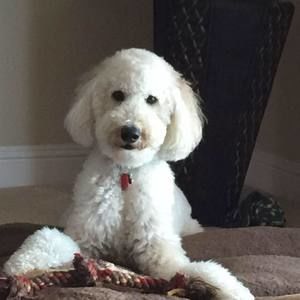 Meet your Posher, May